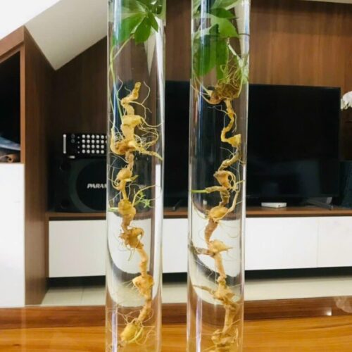Bình thủy tinh 7.5 lít Hàn Quốc ngâm rượu sâm MN 82-7,5L