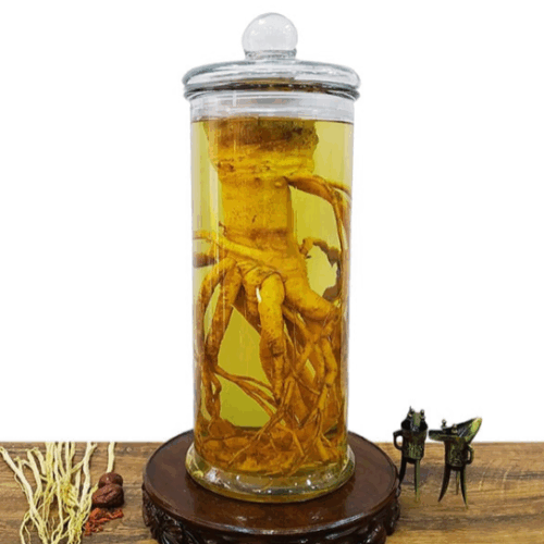 Bình thủy tinh 12L ống trụ trơn ngâm rượu sâm