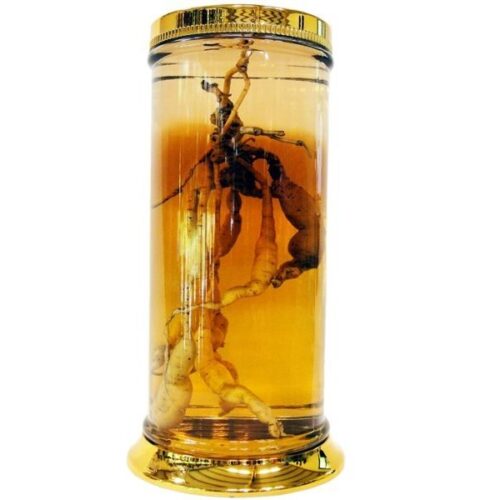 Bình thủy tinh 73 lít Hàn Quốc ngâm rượu sâm (AF 01 - 73L)