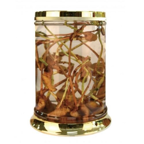 Bình thủy tinh 56 lít Hàn Quốc ngâm rượu sâm N29-561