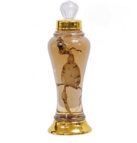 Bình thủy tinh 0.5 lít Hàn Quốc ngâm rượu sâm MN 30 - 500ml