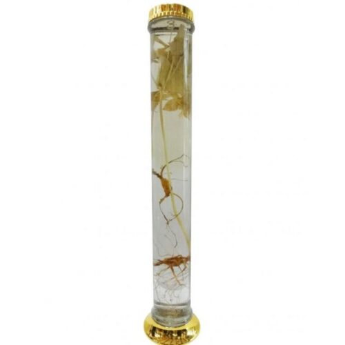 Bình thủy tinh 16.5 lít Hàn Quốc ngâm rượu sâm AF 24-16,5